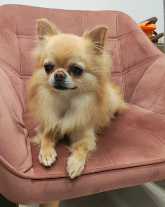Chihuahua