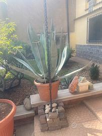 Pianta grassa Agave
