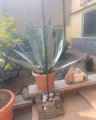 Pianta grassa Agave