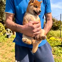 Shiba Inu con pedigree
