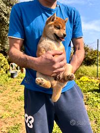 Shiba Inu con pedigree