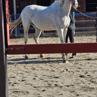 Castrone p.s.i. disponibile mezzafida