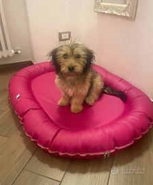 LILY, cucciola dolcissima sfortunata. TG PICCOLA