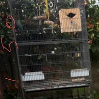 gabbia per uccelli