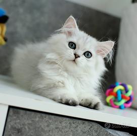 Gattina Naomi Scottish Meravigliosa British 