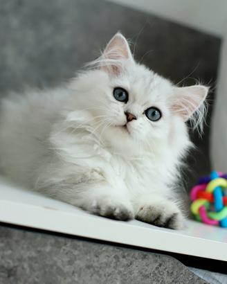 Gattina Naomi Scottish Meravigliosa British 