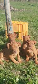Cuccioli taglia media con pedigree