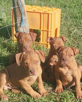 Cuccioli taglia media con pedigree