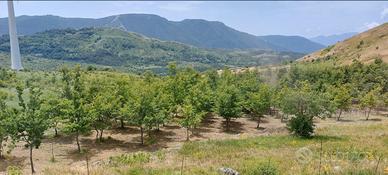 Terreno agricolo con bosco