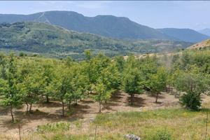 Terreno agricolo con bosco