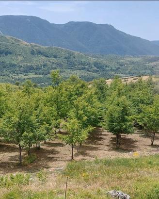 Terreno agricolo con bosco