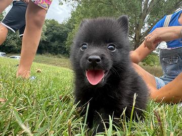 Schipperke