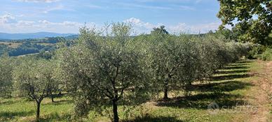 Vendita Uliveto in piena produzione Montone