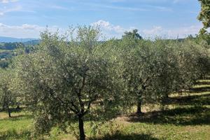 Vendita Uliveto in piena produzione Montone