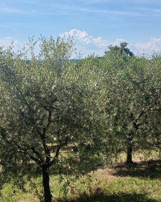 Vendita Uliveto in piena produzione Montone