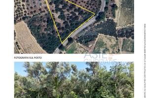 Terreno Agricolo Frisa [A4343411]