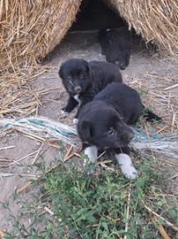 cuccioli di media taglia