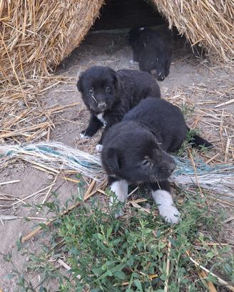 cuccioli di media taglia