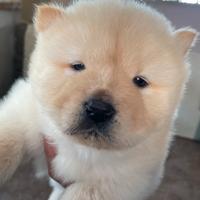 Cuccioli Chow Chow