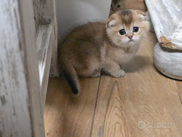 Scottish fold e straight