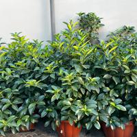 Piante di alloro ceraso  grandi