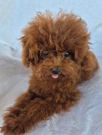 Barboncina femmina 9 mesi Teacup Cina asiatica red