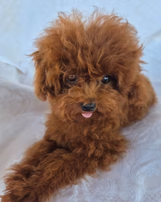 Barboncina femmina 9 mesi Teacup Cina asiatica red
