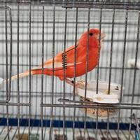 Canarina rossa foi 2025