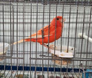 Canarina rossa foi 2025