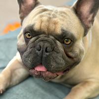 Maschio bulldog francese per accoppiamento