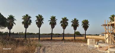 PALME
