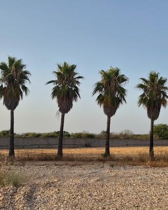PALME