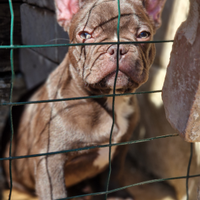 Disponibili Bulldog francesi
