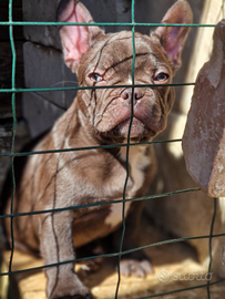 Disponibili Bulldog francesi