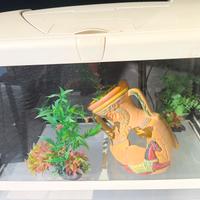 acquario 
