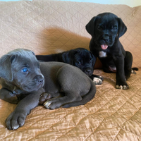 Cucciolata di Cane Corso nata il 28 05 25