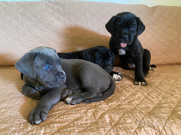 Cucciolata di Cane Corso nata il 28 05 25