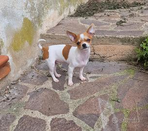 Cucciolo di chihuahua