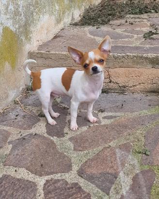 Cucciolo di chihuahua