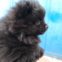 Volpino di pomeriana