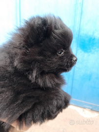 Volpino di pomeriana