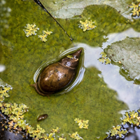 Lymnaea stagnalis