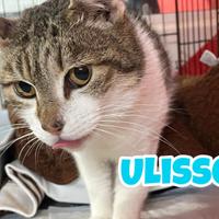 Ulisse gatto bianco grigio di 9 anni