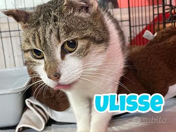 Ulisse gatto bianco grigio di 9 anni