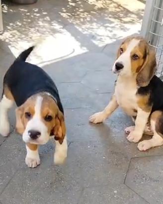Cuccioli di Beagle maschi