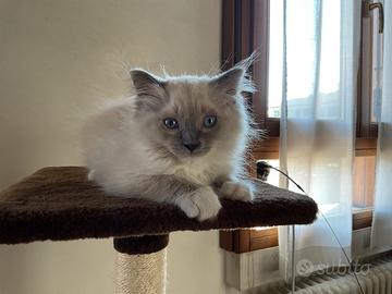 Cucciolo di Ragdoll