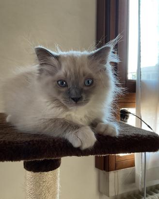 Cucciolo di Ragdoll