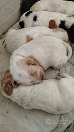 Cocker maschi e femmine cuccioli