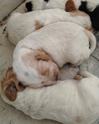 Cocker maschi e femmine cuccioli
