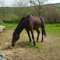 Cavallo maremmano